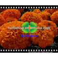 Natural Lutein 5%,10%,20%,80% from Marigold Extract